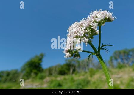 Common valerian (Valeriana officinalis) flowering on a chalk grassland slope, Bath and Northeast Somerset, UK, May. Stock Photo