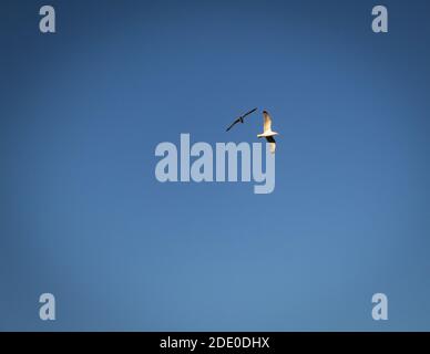 Two seagulls flying in an angle Stock Photo