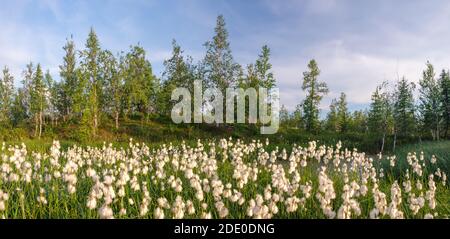 Dandelions in Norway. White fluffy flowers in the mountains of Norway. Nature of the Arctic in summer Stock Photo