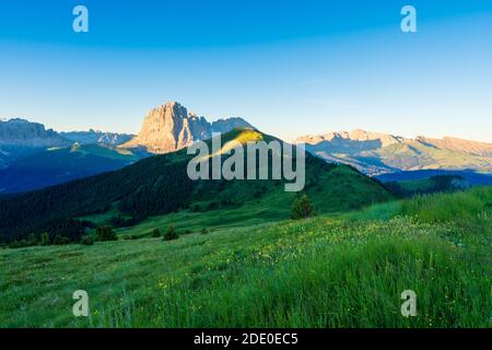 Wild flowers growing on the side of Seceda mountain in the Italian Dolimites of the Alps Stock Photo