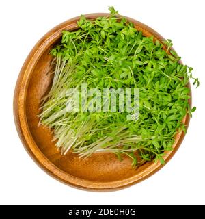 Garden cress sprouts in a wooden bowl. Cress, pepperwort or peppergrass. Green seedlings and young plants of Lepidium sativum, a healthy microgreen. Stock Photo