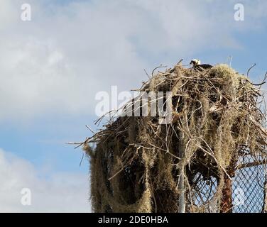 Large Bird Nest