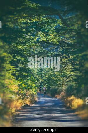 Couple Walking Along Beautiful Natural Trail. Excursion to Barouk Cedars Reserve. Active Retreat Summer Vacation. Beautiful Nature of Lebanon. Stock Photo