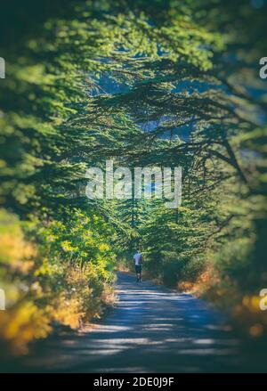 Happy Summer Adventure. Guy Walking Along the Trail with Trees. Enjoying Hiking to Chouf Cedars Reserve. Lebanon Stock Photo