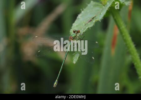 Female willow emerald damselfly Stock Photo