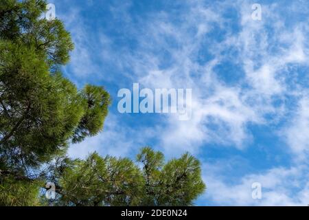 Pine tree branches against blue cloudy sky background. Evergreen tree foliage bottom view, copy space, nature template Stock Photo