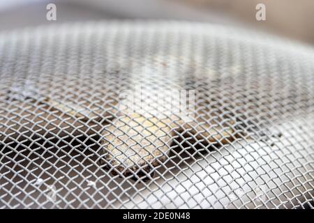 A small lizard hangs upside down on a steel net. The eastern gecko get stuck over a sewer where water flows, Thailand. Stock Photo