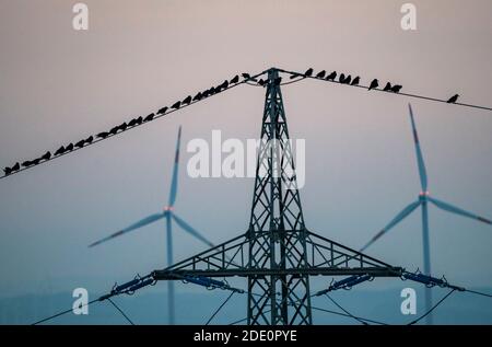 Many birds, rooks, sitting after sunset on a power line, wind power stations, Hamm, NRW, Germany Stock Photo