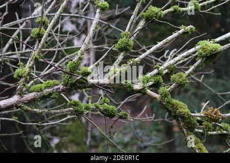 Moss and lichens grow on tree branches in the forest. Stock Photo