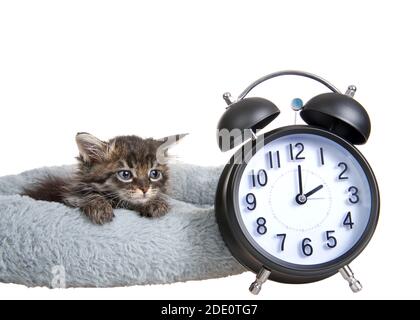 Tired tiny tabby kitten laying in a grey bed with paws over edge looking at old fashioned alarm clock set to 2 o'clock. Daylight savings concept. Spri Stock Photo