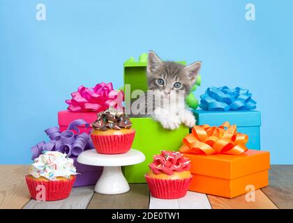 Cute gray and white kitten peaking out of a green birthday present surrounded by colorful boxes with bows, pedestal with cup cakes in various flavors