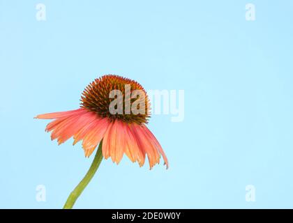 Vertical close up on one mature Cheyenne spirit variety coneflower, echinacea, on a light blue background. A herbaceous flowering plant in the daisy f Stock Photo
