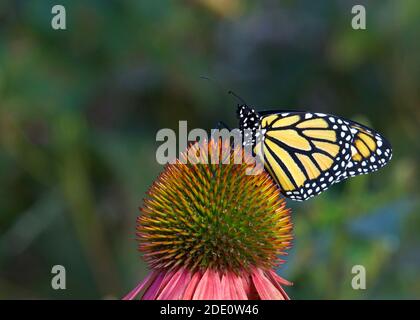 Monarch butterfly on pastel colored coneflower in flower garden. Stock Photo