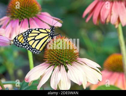 Monarch butterfly on pastel colored coneflower in flower garden. Stock Photo