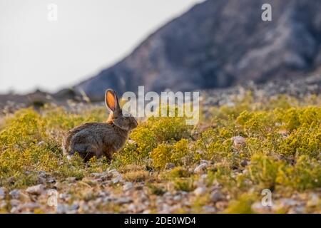 Desert Cottontail, Sylvilagus audubonii, at Devil Canyon Overlook in Bighorn Canyon National Recreation Area, near Lovell, Wyoming, USA Stock Photo