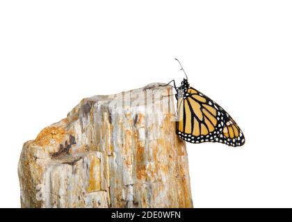 Close up of one female Monarch butterfly holding onto the side of a rock. Profile view, isolated on white. Stock Photo