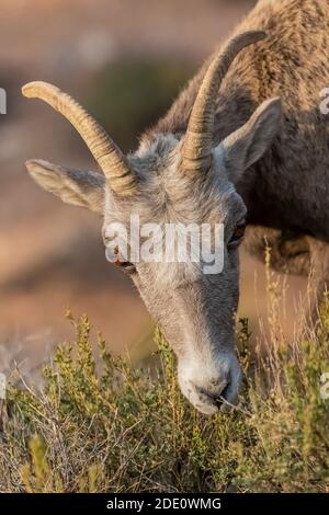Bighorn Sheep, Ovis canadensis, browsing at Devil Canyon Overlook in Bighorn Canyon National Recreation Area, near Lovell, Wyoming, USA Stock Photo