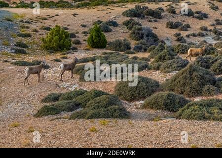Bighorn Sheep, Ovis canadensis, browsing on Curlleaf Mountain Mahogany at Devil Canyon Overlook in Bighorn Canyon National Recreation Area, near Lovel Stock Photo