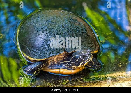 Florida river cooter (Pseudemys concinna) with muddy shell, emerging from water - Davie, Florida, USA Stock Photo