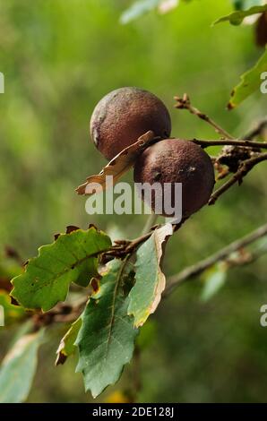Two large old brown galls, caused by a parasitic wasp (Andricus quercustozae), on a portuguese oak (Quercus faginea) twig amongst some leaves. Parque Stock Photo