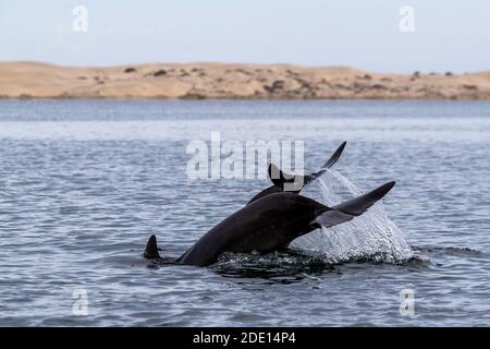 Adult bottlenose dolphins (Tursiops truncatus), flukes-up diving in Bahia Magdalena, Baja California Sur, Mexico, North America Stock Photo