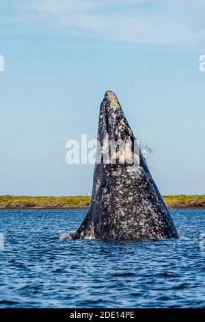 Adult California gray whale (Eschrichtius robustus), breaching in San Ignacio Lagoon, Baja California Sur, Mexico, North America Stock Photo
