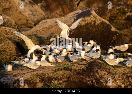 Elegant terns (Thalasseus elegans), breeding colony on Isla Rasa, Baja California, Mexico, North America Stock Photo