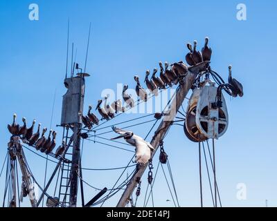 Brown pelicans (Pelecanus occidentalis) at a sardine processing plant, Puerto San Carlos, Baja California Sur, Mexico, North America Stock Photo