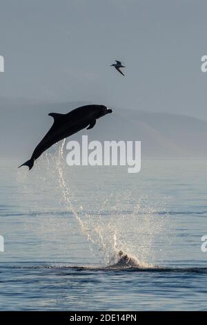 Adult bottlenose dolphin (Tursiops truncatus), leaping to the sky, Isla San Pedro Martir, Baja California, Mexico, North America Stock Photo