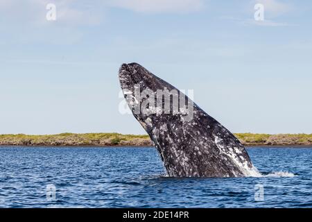 Adult California gray whale (Eschrichtius robustus) breaching in San Ignacio Lagoon, Baja California Sur, Mexico, North America Stock Photo