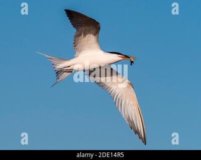 Elegant tern (Thalasseus elegans) in flight with a small fish at breeding colony on Isla Rasa, Baja California, Mexico, North America Stock Photo