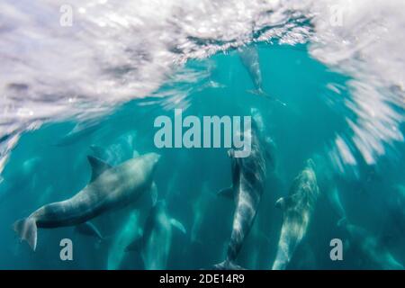 Adult bottlenose dolphins (Tursiops truncatus) bowriding underwater, Isla San Pedro Martir, Baja California, Mexico, North America Stock Photo