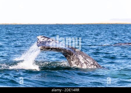 Adult California gray whale (Eschrichtius robustus) diving in San Ignacio Lagoon, Baja California Sur, Mexico, North America Stock Photo