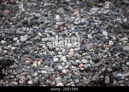 Shallow depth of field capture of tiny round pebbles on Pebble Beach on Galiano Island, BC, Canada Stock Photo