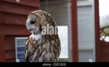 A brown tawny owl (strix aluco), posed showing the side of its head, with its large cage (enclosure) in the background Stock Photo