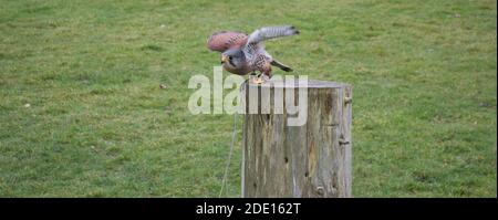 A pretty and small brown kestrel (falco tinnunculus) taking flight from a log, a tether around its leg from a falconry display Stock Photo