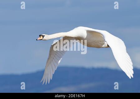 Mute swan (Cygnus olor) cob flying over the River Severn estuary, Gloucestershire, England, United Kingdom, Europe Stock Photo