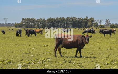 PANORAMIC LANDSCAPE VIEW OF FIELD FROM NEW ZEALAND FARM  Stock Photo