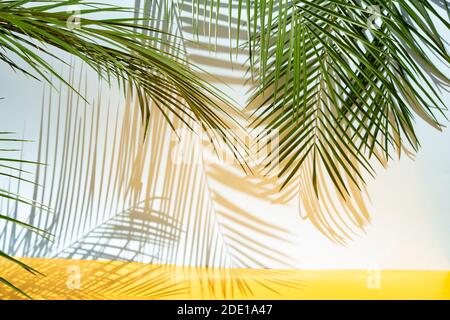 Palm leaves on blue background in sunlight Stock Photo
