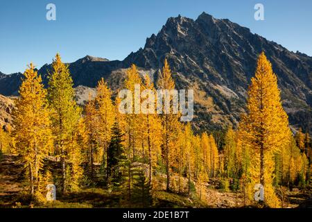 WA18562-00...WASHINGTON  - Alpine larch in brilliant fall color overlooking Mount Stuart along Ingalls Way in the Alpine Lakes Wilderness. Stock Photo