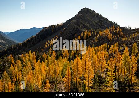 WA18566-00...WASHINGTON  - Alpine larch in brilliant fall color along Ingalls Way in the Alpine Lakes Wilderness in the Wenatchee National Forest. Stock Photo