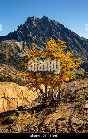 WA18569-00...WASHINGTON - Glacier striations on rock with Alpine larch in fall color in view of Mt Stuart from Ingalls Way in Alpine Lakes Wilderness. Stock Photo