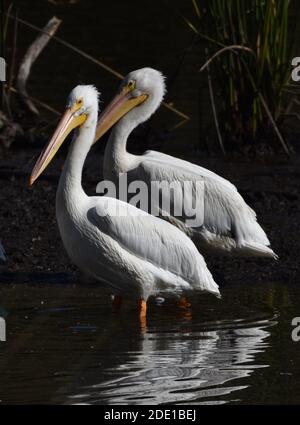 A pair of American white pelicans (Pelecanus erythrorhynchos) on Pinto Lake in Watsonville, California Stock Photo