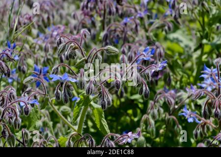 Flowers and buds of Starflower, Borage or Bee bread, Borago officinalis, in summer, Bavaria, Germany Stock Photo