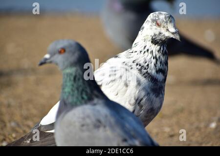 White colored pigeon on the floor with red eyes among other common colored pigeon birds Stock Photo