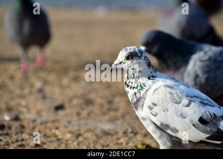 White colored pigeon on the floor with red eyes among other common colored pigeon birds Stock Photo