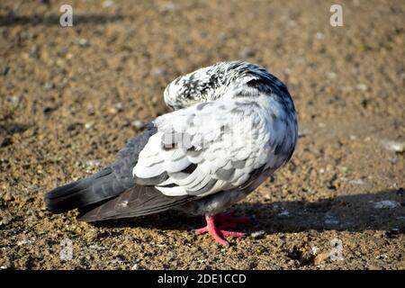 White colored pigeon on the floor with red eyes among other common colored pigeon birds Stock Photo