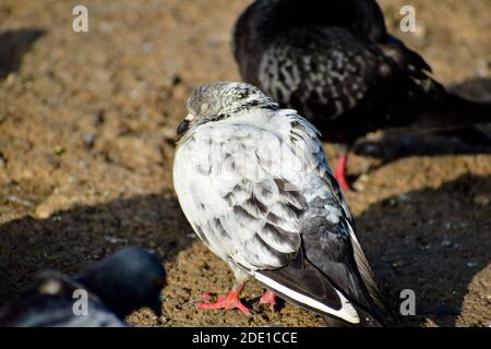 White colored pigeon on the floor with red eyes among other common colored pigeon birds Stock Photo