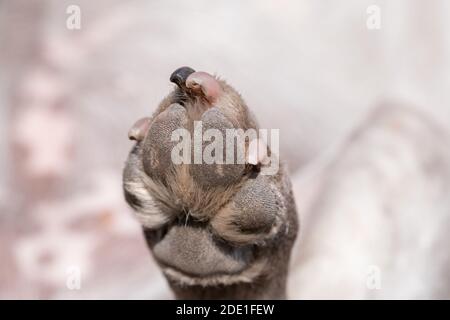 A close up look at the underside of the back dirty dog paw pad, during the day. Stock Photo