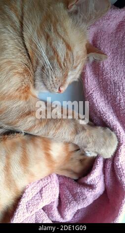 Red cat sleeping at home in the morning Stock Photo